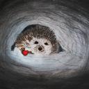 Амели Миирушева