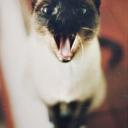 Антон Федотов