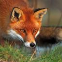 Юлия Смирнова