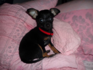 А вы любите домашних животных?