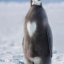 Галина Черепанова