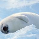 Таисия Пигович