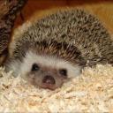 Дамира Васильева