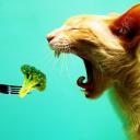 Ольга Трибус