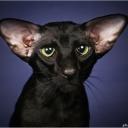 Владимир Арцебашев