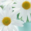 Елена Хайбуллина