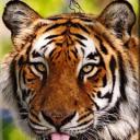 Светлана Голюк