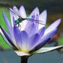 Лиза Счастливая