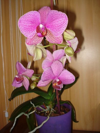 Орхидея!