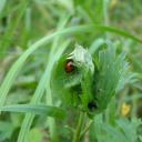 Анжеліка Павловська