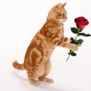 снежана браун