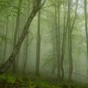 Лес Хвойницкий