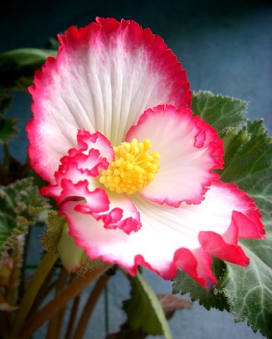 Салат Цветы бегонии - Шаг 22