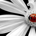 Гульнур Дивеева