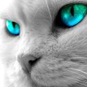 Катерина Князева-Стрибулевич