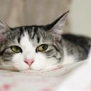 Виктория 1111