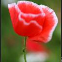 Гузаль Ёдгорова