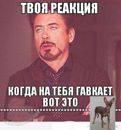 Маленькие собачки