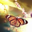 Елена Иванова