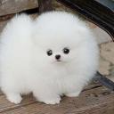 инна Максимовская