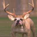 Владимир Владимирович