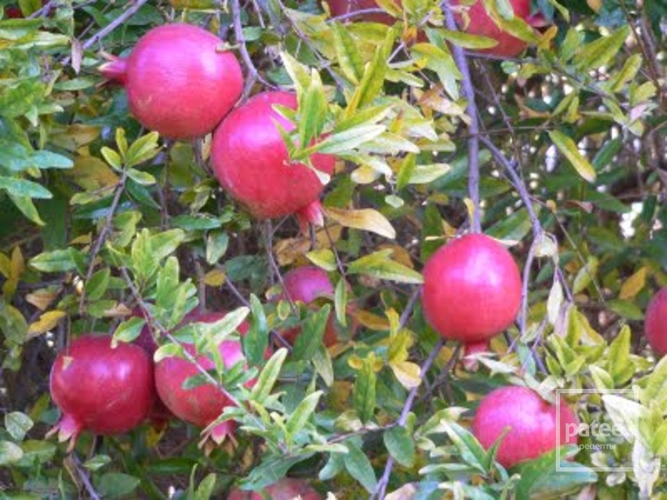 Гранатовое джелато - Шаг 4