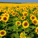 Марина Половицкая