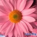 Рена Зейналова