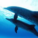 Светлана Лаврентьева