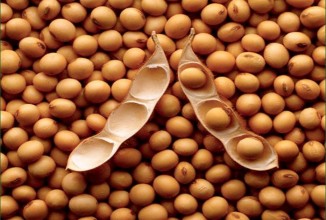 Соевые бобы содержат средство против ВИЧ