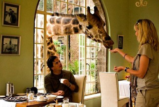 Завтрак в компании жирафов