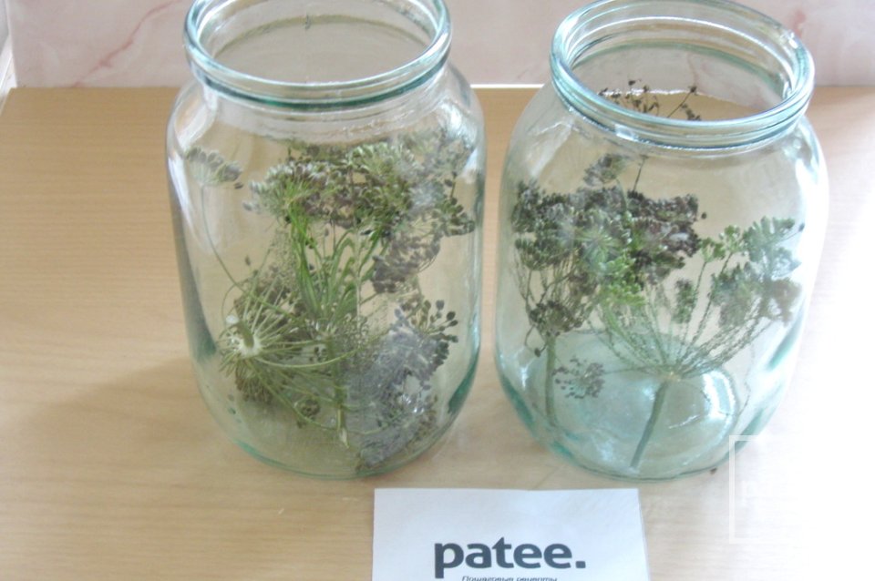 Маринованные огурцы - Шаг 4