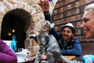 В Париже открылось кафе для любителей кошек