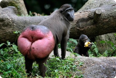 Я так вас ненавижу