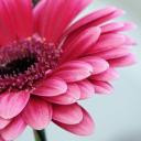 Виктория Лесина