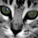 Светлана Соколова