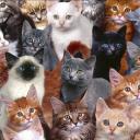 Анастасия Демьянова