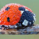 Зарина Белкова