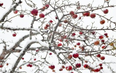 Раскидистая яблоня