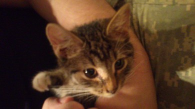 Спасенный котенок ищет хозяина(Москва)