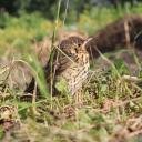 Василий Пяткин