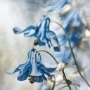 Эрика Топольская