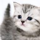 Татьяна Шарикова