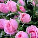 Добрая Пантера