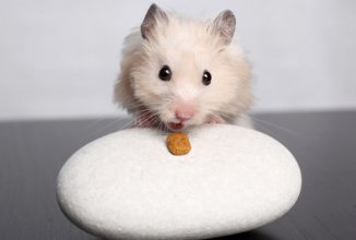 Низкокалорийная диета способствует длительной жизни