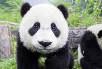 В Китае запретят употребление в пищу редких животных