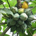 Папайя горная