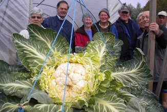 В Великобритании вырастили гигантскую цветную капусту