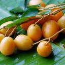 Момбин жёлтый