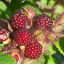 Малина пурпурноплодная